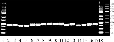 Effects of seawater and freshwater challenges on the Gh/Igf system in the saline-tolerant blackchin tilapia (Sarotherodon melanotheron)